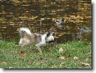 Elfíček a kačenky