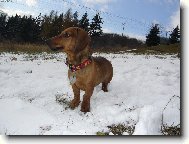 Jessienka a první sníh