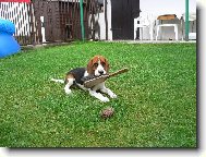 Teddy na zahradě !!