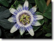 A konečně kvete:o))