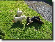 Nellynka.Benníček.Bettynka.