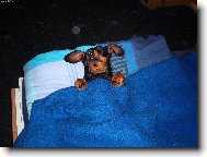 nerušit, odpočívá!