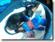 nový kamarád v novém domově