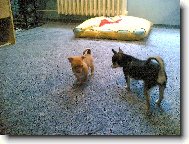 Tak kam tě mám kousnout