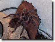 Můj mazlíček Julča