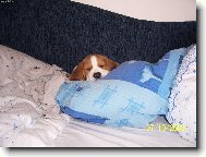 Sladké sny strýčku Fido