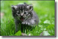 levá pravá já se to snad nikdy nenaučím!