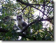 Méďa v korunách stromů...