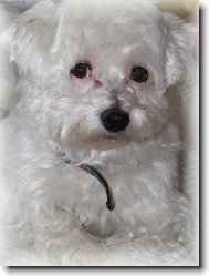 Náš gaučák Montík