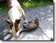 Mám kočičky rád...