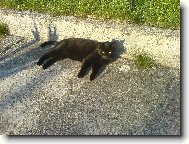 Mikeš se vyhřívá ...