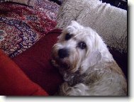 Denynka v bezpečí gauče