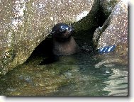 Hlídač podmořské jeskyně