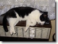 pořádne se ohřeju a pak se pudu teprve probehnout