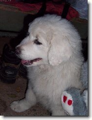 Car z Borovýho hrádku