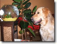 Fínuška a rybičky