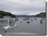 Racek chechtavý v Portree