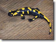 Salamandra škvrnitá