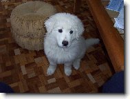 Car z Borovýho hrádku