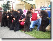 Celá moje psí rodina