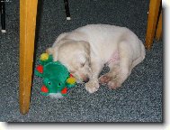 Spínkáám...nerušíit