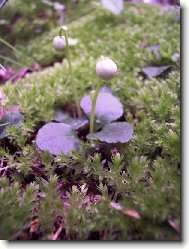 Jednokvítek velekvětý