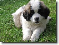 Nový přírustek do rodiny