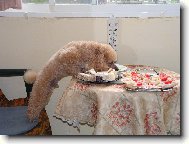 Zákusky mi nejedou,ale té zelenině neodolám.