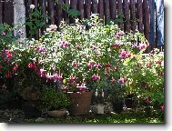 To je naše královna