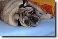 Vyrušení ze spánku