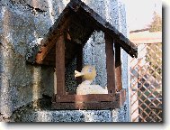 Kdo je to v krmítku?