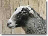 Naše oveška Romanečka