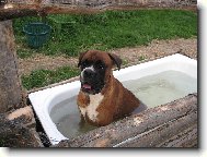 Náš sany se moc rád koupe