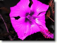 Odměna za celoroční starost