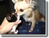 kdy už pochopíš kdo je tady pánem!!!