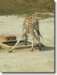 ŽIRAFA (Jak pije žirafa?)