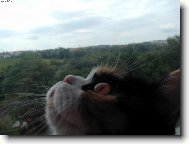 Kočičí pohled z okna