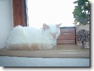 Na okně ležela kočka...