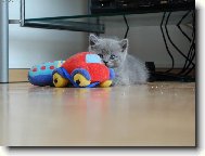 Auta se vůbec nebojím!