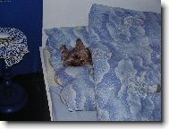 malý Johny v naší velké posteli