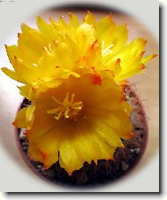 naše nejmilejší:-)