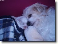 Mateřská psí láska