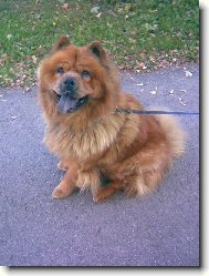 Evunka Bobunka (čau čau)