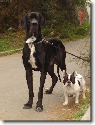 Cyrillius Regia Uttis + buldoček Omar