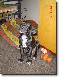 Cyrillius Regia Uttis - 2,5 měs.