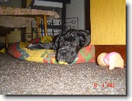 Cyrillius Regia Uttis - 2 měs.