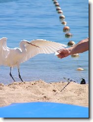 Nestrkej tu ruku tak blízko