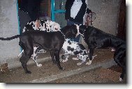 Bubi na návštěvě