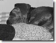 siesta 2,5měs.-O čem dogy sní?