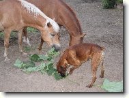 To jsou naše lopuchy